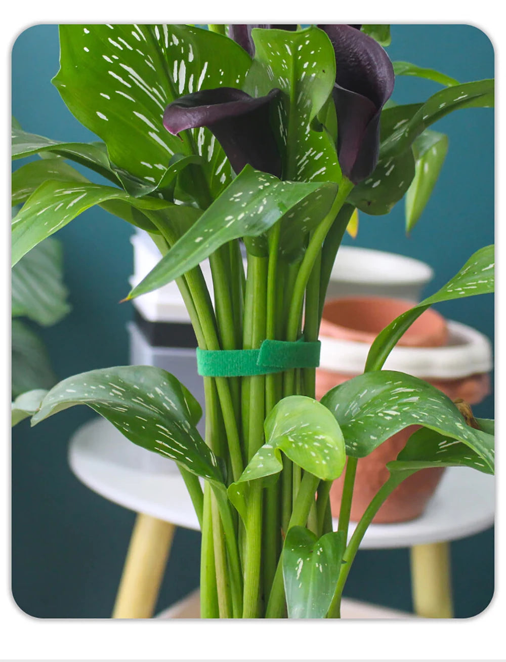 Garden Tape Nylon Cable Tie for Plants Flowers Growing Climbing Reusable Plant Support Hook-and-loop Fastener Garden Accessories