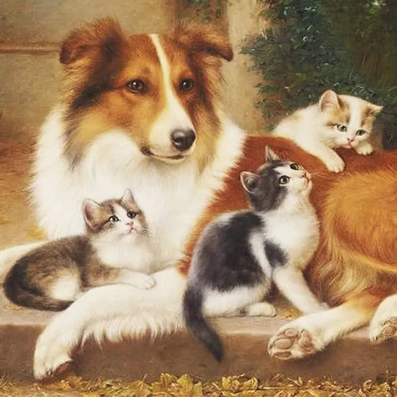 Pet Accessories